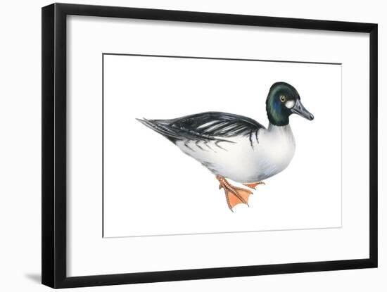 Common Goldeneye (Bucephala Clangula), Duck, Birds-Encyclopaedia Britannica-Framed Art Print