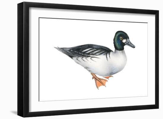 Common Goldeneye (Bucephala Clangula), Duck, Birds-Encyclopaedia Britannica-Framed Art Print