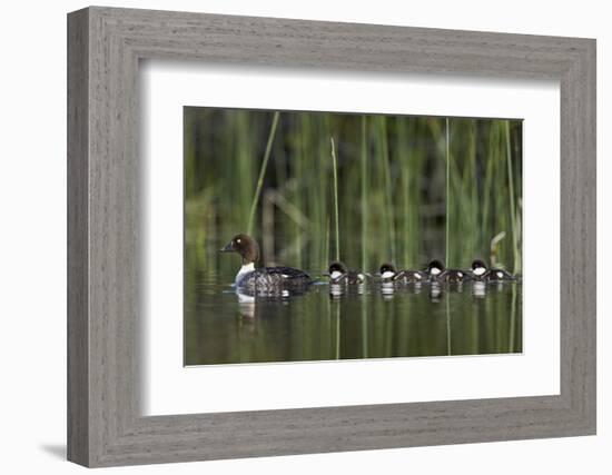 Common Goldeneye (Bucephala Clangula) Female Swimming with Four Chicks, British Columbia, Canada-James Hager-Framed Photographic Print