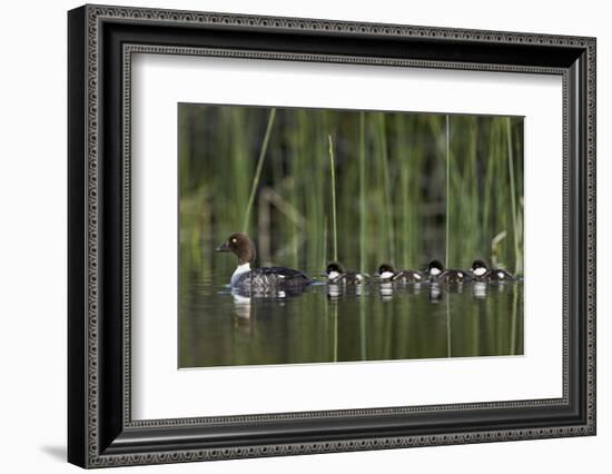 Common Goldeneye (Bucephala Clangula) Female Swimming with Four Chicks, British Columbia, Canada-James Hager-Framed Photographic Print