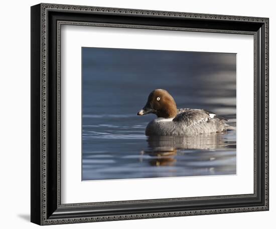 Common Goldeneye Hen, Vancouver, British Columbia, Canada-Rick A. Brown-Framed Photographic Print