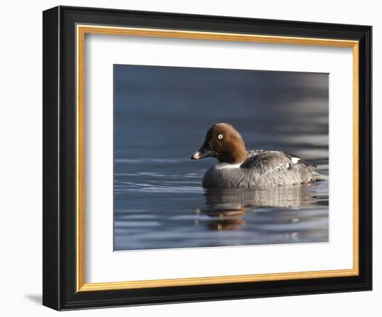 Common Goldeneye Hen, Vancouver, British Columbia, Canada-Rick A. Brown-Framed Photographic Print