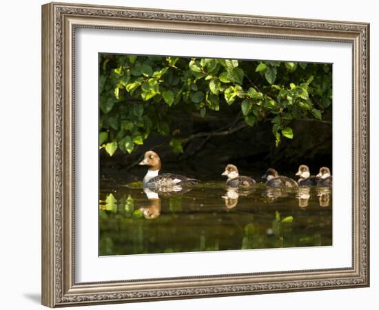 Common Goldeneye on Big Therriault Lake, Kootenai National Forest, Montana, Usa-Chuck Haney-Framed Photographic Print