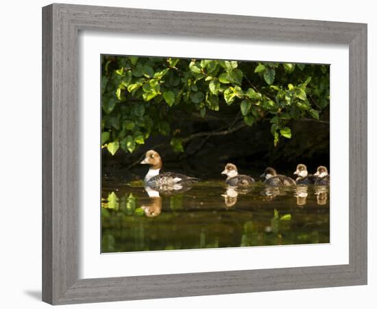 Common Goldeneye on Big Therriault Lake, Kootenai National Forest, Montana, Usa-Chuck Haney-Framed Photographic Print