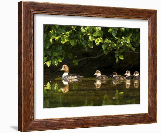 Common Goldeneye on Big Therriault Lake, Kootenai National Forest, Montana, Usa-Chuck Haney-Framed Photographic Print