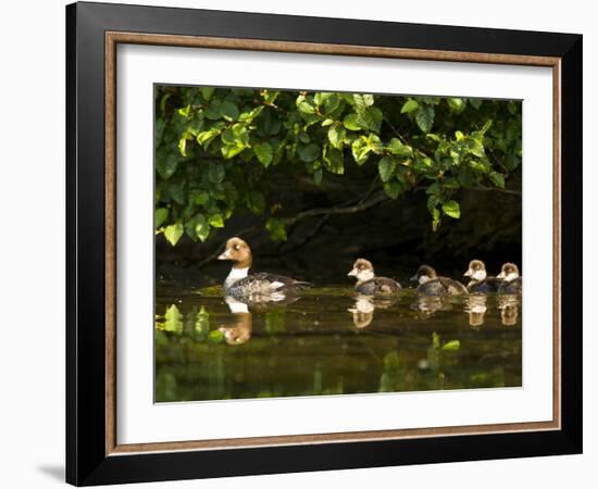 Common Goldeneye on Big Therriault Lake, Kootenai National Forest, Montana, Usa-Chuck Haney-Framed Photographic Print