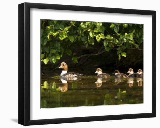 Common Goldeneye on Big Therriault Lake, Kootenai National Forest, Montana, Usa-Chuck Haney-Framed Photographic Print