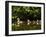 Common Goldeneye on Big Therriault Lake, Kootenai National Forest, Montana, Usa-Chuck Haney-Framed Photographic Print