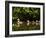 Common Goldeneye on Big Therriault Lake, Kootenai National Forest, Montana, Usa-Chuck Haney-Framed Photographic Print