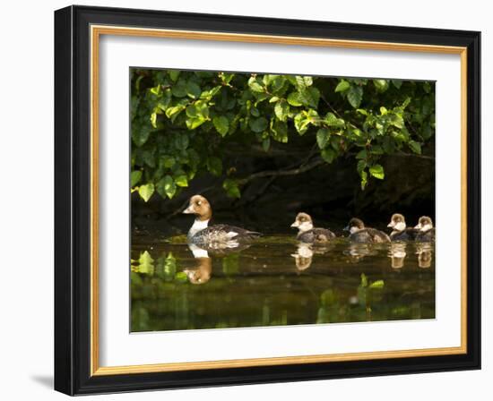 Common Goldeneye on Big Therriault Lake, Kootenai National Forest, Montana, Usa-Chuck Haney-Framed Photographic Print