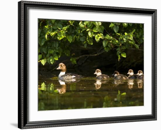 Common Goldeneye on Big Therriault Lake, Kootenai National Forest, Montana, Usa-Chuck Haney-Framed Photographic Print