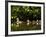 Common Goldeneye on Big Therriault Lake, Kootenai National Forest, Montana, Usa-Chuck Haney-Framed Photographic Print