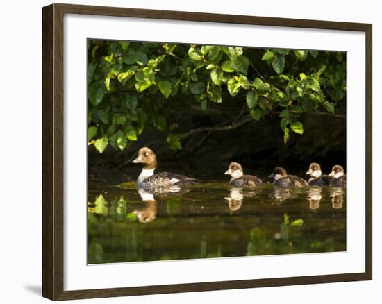 Common Goldeneye on Big Therriault Lake, Kootenai National Forest, Montana, Usa-Chuck Haney-Framed Photographic Print