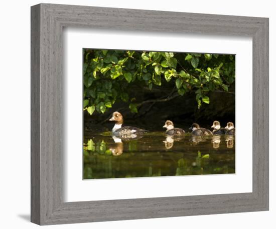 Common Goldeneye on Big Therriault Lake, Kootenai National Forest, Montana, Usa-Chuck Haney-Framed Photographic Print