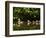 Common Goldeneye on Big Therriault Lake, Kootenai National Forest, Montana, Usa-Chuck Haney-Framed Photographic Print