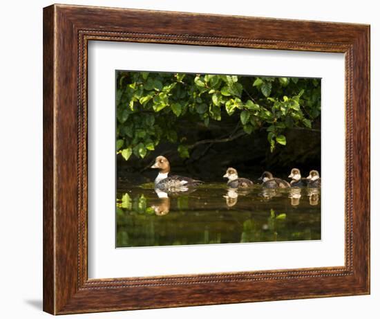 Common Goldeneye on Big Therriault Lake, Kootenai National Forest, Montana, Usa-Chuck Haney-Framed Photographic Print