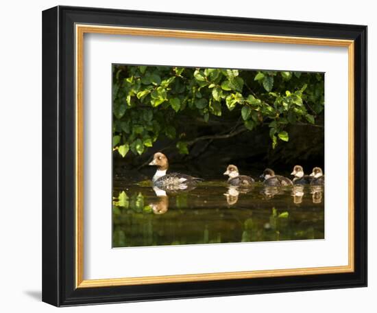 Common Goldeneye on Big Therriault Lake, Kootenai National Forest, Montana, Usa-Chuck Haney-Framed Photographic Print