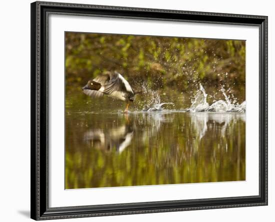 Common Goldeneye Takes From Calm Water on Lazy Creek Near Whitefish, Montana, USA-Chuck Haney-Framed Photographic Print