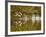 Common Goldeneye Takes From Calm Water on Lazy Creek Near Whitefish, Montana, USA-Chuck Haney-Framed Photographic Print