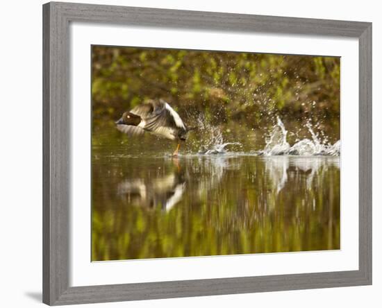 Common Goldeneye Takes From Calm Water on Lazy Creek Near Whitefish, Montana, USA-Chuck Haney-Framed Photographic Print