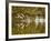 Common Goldeneye Takes From Calm Water on Lazy Creek Near Whitefish, Montana, USA-Chuck Haney-Framed Photographic Print