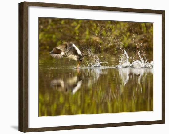 Common Goldeneye Takes From Calm Water on Lazy Creek Near Whitefish, Montana, USA-Chuck Haney-Framed Photographic Print