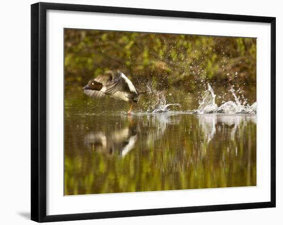 Common Goldeneye Takes From Calm Water on Lazy Creek Near Whitefish, Montana, USA-Chuck Haney-Framed Photographic Print