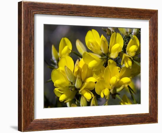 Common Gorse (Ulex Europaeus)-Adrian Bicker-Framed Photographic Print