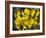 Common Gorse (Ulex Europaeus)-Adrian Bicker-Framed Photographic Print