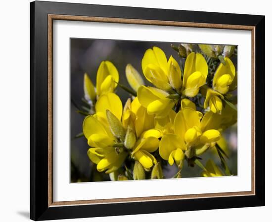 Common Gorse (Ulex Europaeus)-Adrian Bicker-Framed Photographic Print