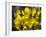 Common Gorse (Ulex Europaeus)-Adrian Bicker-Framed Photographic Print