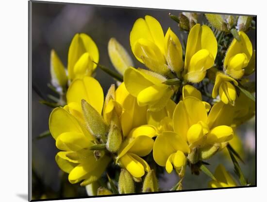 Common Gorse (Ulex Europaeus)-Adrian Bicker-Mounted Photographic Print