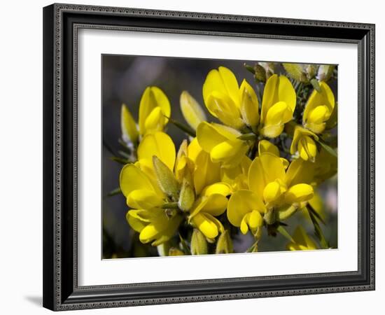 Common Gorse (Ulex Europaeus)-Adrian Bicker-Framed Photographic Print