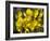 Common Gorse (Ulex Europaeus)-Adrian Bicker-Framed Photographic Print