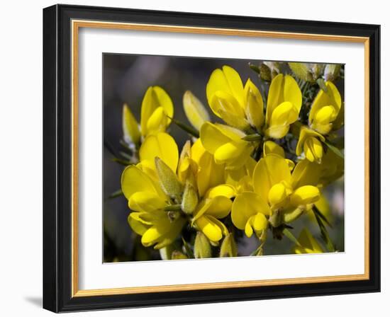 Common Gorse (Ulex Europaeus)-Adrian Bicker-Framed Photographic Print