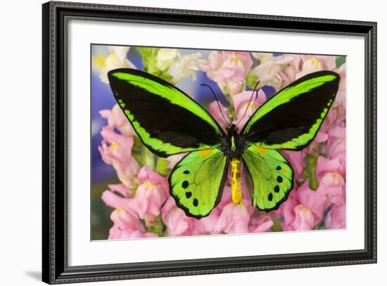 Common Green Birdwing or the Priams Birdwing, Ornithoptera Primes-Darrell Gulin-Framed Photographic Print