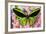 Common Green Birdwing or the Priams Birdwing, Ornithoptera Primes-Darrell Gulin-Framed Photographic Print