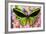 Common Green Birdwing or the Priams Birdwing, Ornithoptera Primes-Darrell Gulin-Framed Photographic Print