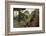 Common Green Iguana (Iguana Iguana) Living Wild in Parque Seminario, Guayaquil, Ecuador. 2005-Pete Oxford-Framed Photographic Print