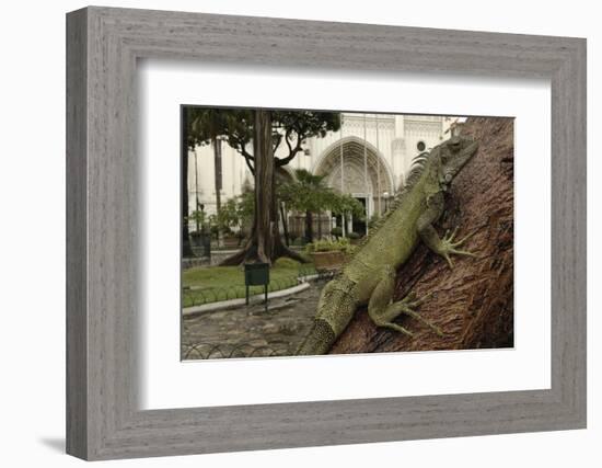 Common Green Iguana (Iguana Iguana) Living Wild in Parque Seminario, Guayaquil, Ecuador. 2005-Pete Oxford-Framed Photographic Print