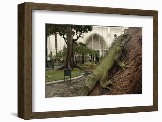 Common Green Iguana (Iguana Iguana) Living Wild in Parque Seminario, Guayaquil, Ecuador. 2005-Pete Oxford-Framed Photographic Print