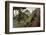 Common Green Iguana (Iguana Iguana) Living Wild in Parque Seminario, Guayaquil, Ecuador. 2005-Pete Oxford-Framed Photographic Print