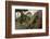 Common Green Iguana (Iguana Iguana) Living Wild in Parque Seminario, Guayaquil, Ecuador. 2005-Pete Oxford-Framed Photographic Print