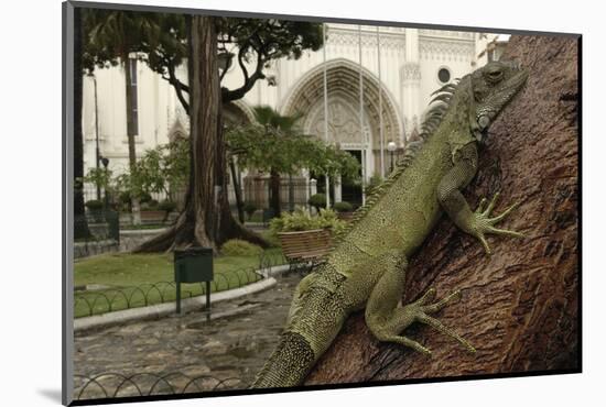 Common Green Iguana (Iguana Iguana) Living Wild in Parque Seminario, Guayaquil, Ecuador. 2005-Pete Oxford-Mounted Photographic Print