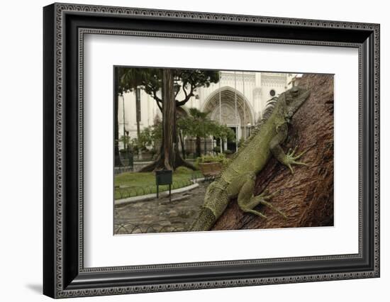 Common Green Iguana (Iguana Iguana) Living Wild in Parque Seminario, Guayaquil, Ecuador. 2005-Pete Oxford-Framed Photographic Print