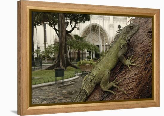 Common Green Iguana (Iguana Iguana) Living Wild in Parque Seminario, Guayaquil, Ecuador. 2005-Pete Oxford-Framed Premier Image Canvas