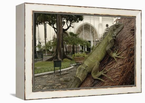 Common Green Iguana (Iguana Iguana) Living Wild in Parque Seminario, Guayaquil, Ecuador. 2005-Pete Oxford-Framed Premier Image Canvas
