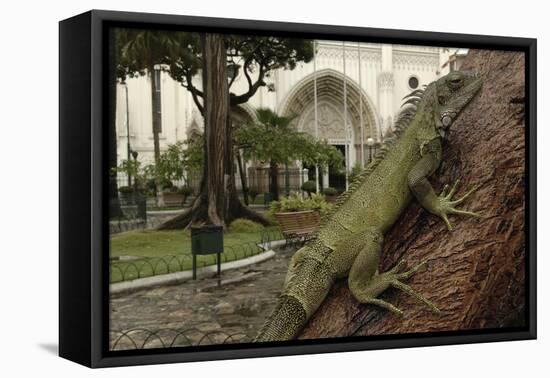 Common Green Iguana (Iguana Iguana) Living Wild in Parque Seminario, Guayaquil, Ecuador. 2005-Pete Oxford-Framed Premier Image Canvas