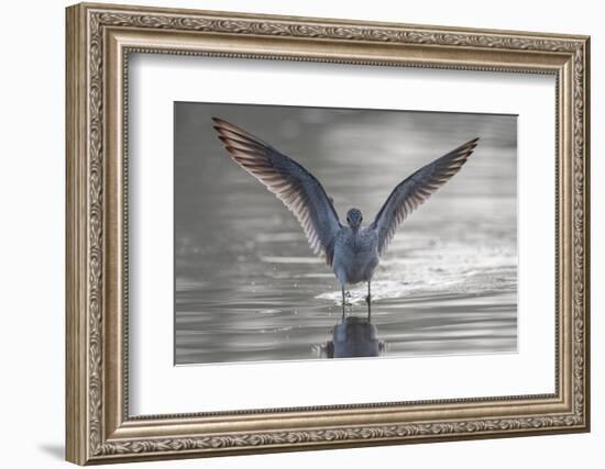 Common greenshank wading in river, The Gambia-Bernard Castelein-Framed Photographic Print