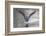 Common greenshank wading in river, The Gambia-Bernard Castelein-Framed Photographic Print